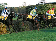 114. Velk pardubick